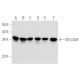 western blotting image from recommended SF2/ASF (96) monoclonal antibody replacement. Image 354787
