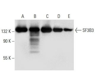 SF3B3 Antibody (B-4) - Western Blotting - Image 308075 