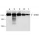SF3B3 Antibody (B-4) - Western Blotting - Image 308075 