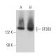 SF3B3 Antibody (B-4) - Western Blotting - Image 367255