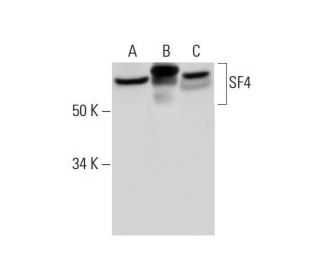 SF4 Antibody (B-3) - Western Blotting - Image 291906 