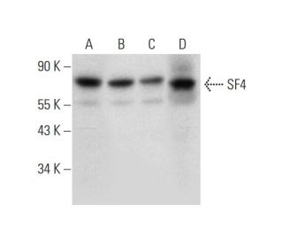SF4 Antibody (H-10) - Western Blotting - Image 324779 
