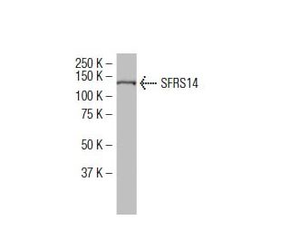 SFRS14 Antibody (S-24) - Western Blotting - Image 34492 