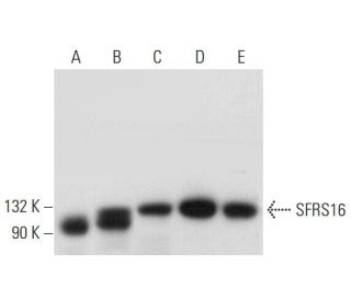 SFRS16 Antibody (E-7) - Western Blotting - Image 333399 
