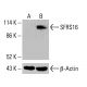 SFRS16 Antibody (E-7) - Western Blotting - Image 415719