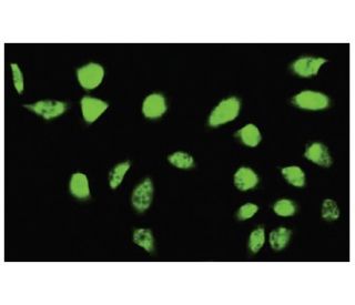SFRS17A Antibody (FE-06) - Immunofluorescence - Image 35817 