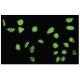 SFRS17A Antibody (FE-06) - Immunofluorescence - Image 35817 
