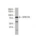 SFRS17A Antibody (FE-06) - Western Blotting - Image 34500 