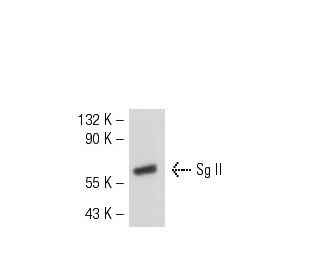 western blotting image from recommended Sg II (SGII 9G3/3) monoclonal antibody replacement. Image 50707