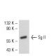 western blotting image from recommended Sg II (SGII 9G3/3) monoclonal antibody replacement. Image 50707
