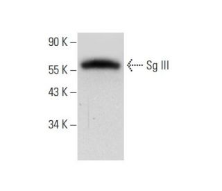 western blotting image from recommended Sg III (C-2) monoclonal antibody replacement. Image 136221