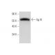 western blotting image from recommended Sg III (C-2) monoclonal antibody replacement. Image 136221