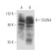 SG2NA Antibody (S68) - Western Blotting - Image 17583