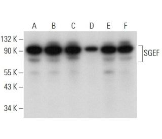 SGEF Antibody (E-5) - Western Blotting - Image 314586 