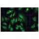 SGK Antibody (84-O) - Immunofluorescence - Image 53897
