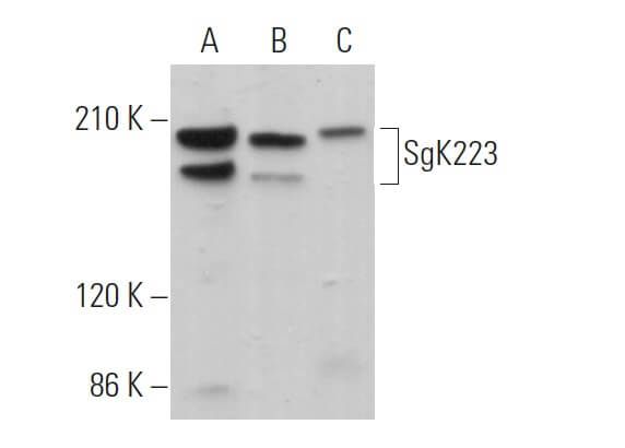 Anti Sgk223 Antibody A 6 Scbt Santa Cruz Biotechnology