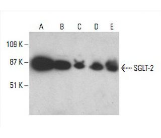 SGLT-2 Antibody (D-6) - Western Blotting - Image 393006 