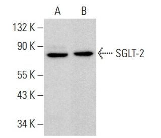 SGLT-2 Antibody (D-6) - Western Blotting - Image 382173 