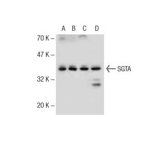 SGTA Antibody (6A4) - Western Blotting - Image 141387 