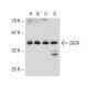 SGTA Antibody (6A4) - Western Blotting - Image 141387 