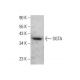 SGTA Antibody (6A4) - Western Blotting - Image 378164