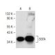SGTA Antibody (F-7) - Western Blotting - Image 147829