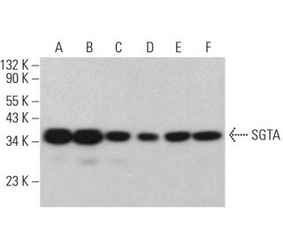 SGTA Antibody (F-7) - Western Blotting - Image 382860 