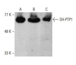 western blotting image from recommended SH-PTP1 (D-11) monoclonal antibody replacement. Image 376903