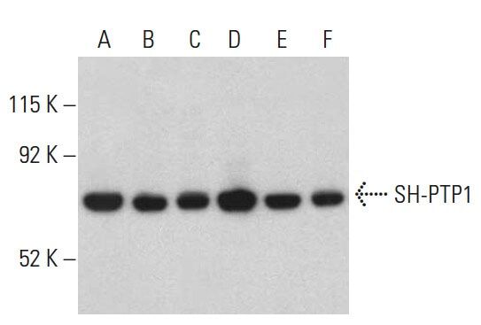 SH-PTP1 Antibody (D-11) | SCBT - Santa Cruz Biotechnology