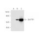 SH-PTP1 Antibody (PTY6) - Western Blotting - Image 59439