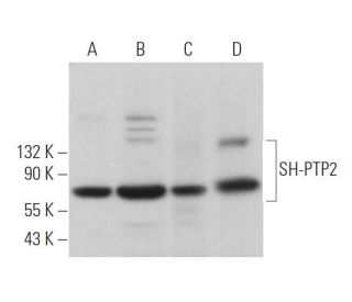 western blotting image from recommended SH-PTP2 (B-1) monoclonal antibody replacement. Image 373005