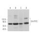 western blotting image from recommended SH-PTP2 (B-1) monoclonal antibody replacement. Image 373005