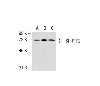 SH-PTP2 Antibody (B-1) - Western Blotting - Image 54060
