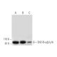 SH2-B α/β/γ/δ Antibody (46) - Western Blotting - Image 295735 