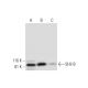 SH2-B Antibody (E-8) - Western Blotting - Image 295733 