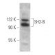 SH2-B Antibody (E-8) - Western Blotting - Image 366909