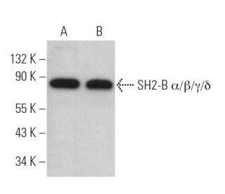 SH2-B α/β/γ/δ Antibody (C-11) - Western Blotting - Image 369282Each CRISPR/Cas9 Knockout (KO) Plasmid product consists of a pool of 3 plasmids designed to ensure identification and cleavage of a specific gene for maximum knockout efficiency. Each plasmid encodes a unique 20 nt sequence derived from the GeCKO (v2) library.