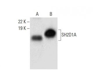 SH2D1A Antibody (A-8) - Western Blotting - Image 301374Each CRISPR/Cas9 Knockout (KO) Plasmid product consists of a pool of 3 plasmids designed to ensure identification and cleavage of a specific gene for maximum knockout efficiency. Each plasmid encodes a unique 20 nt sequence derived from the GeCKO (v2) library.