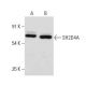 SH2D4A Antibody (F-5) - Western Blotting - Image 317968 