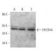 SH2D4A Antibody (F-5) - Western Blotting - Image 367195