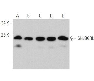SH3BGRL Antibody (E-5) - Western Blotting - Image 369319 