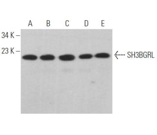 SH3BGRL Antibody (E-5) - Western Blotting - Image 367212