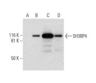 SH3BP4 Antibody (A-6) - Western Blotting - Image 298109 