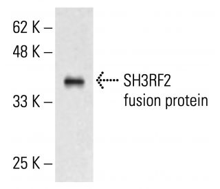 SH3RF2 Antibody (Y-18) - Western Blotting - Image 413487