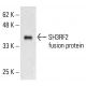 SH3RF2 Antibody (Y-18) - Western Blotting - Image 413487