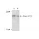 western blotting image from recommended Shank 1/2/3 (G-12) monoclonal antibody replacement. Image 299361