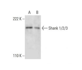 Shank 1/2/3 Antibody (G-12) - Western Blotting - Image 299361 