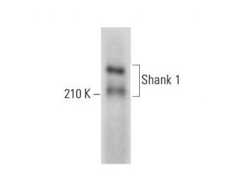 Shank 1 Antibody (E-1) - Western Blotting - Image 306618 