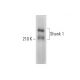 Shank 1 Antibody (E-1) - Western Blotting - Image 306618 