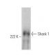 Shank 1 Antibody (E-1) - Western Blotting - Image 360638